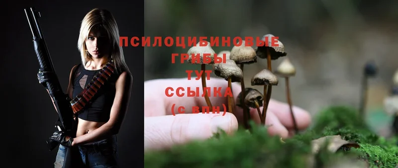 Псилоцибиновые грибы Psilocybine cubensis  Аша 